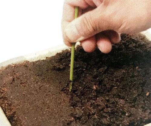 播种技巧，就像下棋一样讲究策略