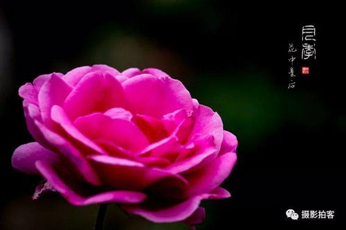 月季花：花中皇后 美丽永恒