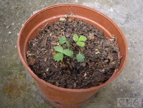 春季播种草本花卉，新手如何避坑，省60%种植成本？