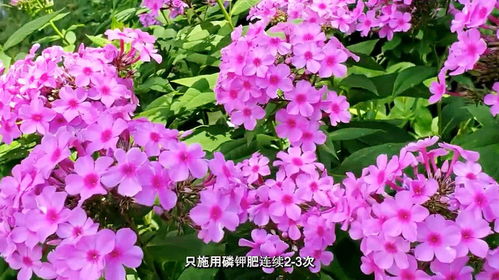 绣球花期施什么肥？不同阶段施肥技巧有哪些