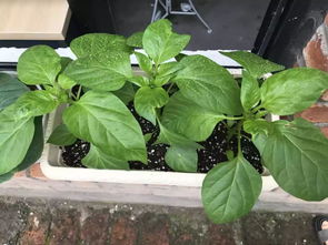 辣椒：满足辣味需求