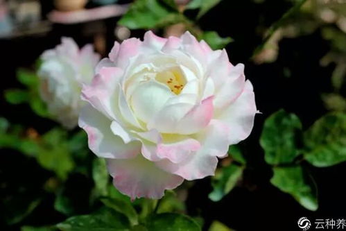 六翼天使月季：那香气四溢的美丽使者