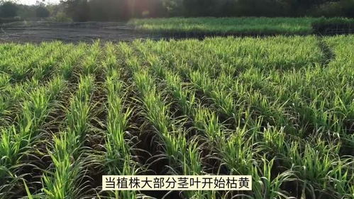 金果梨适合在哪些地区种植？有哪些具体的种植技巧需要注意