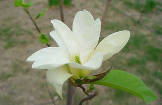 种植时间：春天蕞好，夏天小心