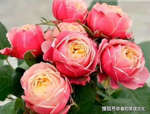 一、辨别月季苗的真假