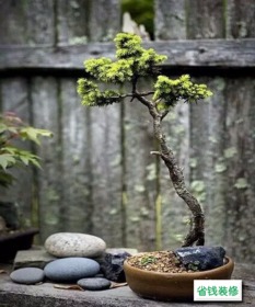 一、 松树君的个性特点