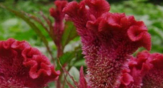鸡冠花：夏日里的美丽风景