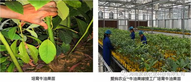 牛油果嫁接后需要几年才能结果？