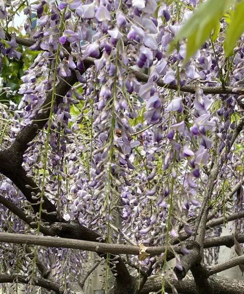 北方种紫藤，可行否？