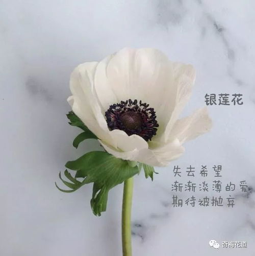 花语，解读单生花的神秘语言与寓意