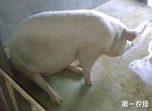 淘汰母猪一斤多少钱？500斤老母猪大概能卖多少钱？