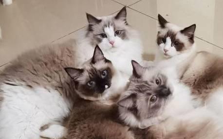 养猫家庭适合养哪些对猫咪无害的花草呢
