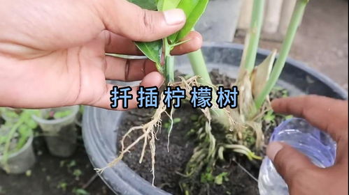 柠檬能否通过扦插繁殖成功？