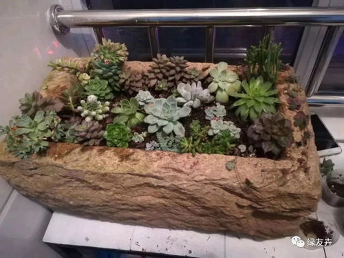 农村猪食槽变花槽，惊艳变身，爆款花卉推荐！