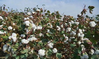 施药时间对效果的影响：棉花脱叶的黄金时间