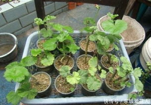 天竺葵扦插时如何掌握最佳时间、介质和技巧以确保成活率高