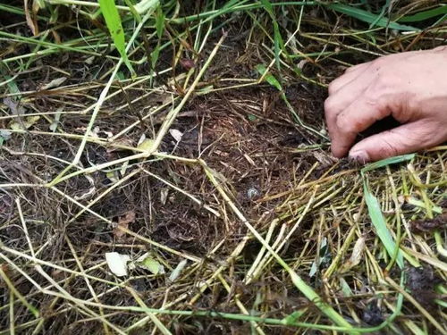 不打农药的皮牙子