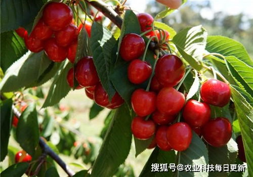 樱桃灰霉病的烦恼，如何解决？