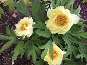 佛教圣地花卉种植指南：吉祥花的选择