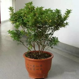 雪松种子种植的夏日挑战