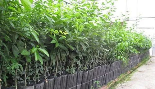 根须多，树木就嫩长得好吗？