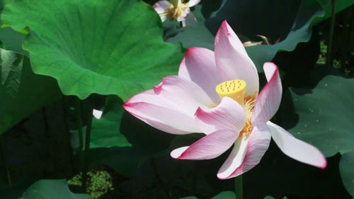 芙蓉花，又名荷花