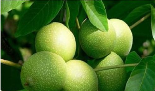 核桃夏季管理：如何让核桃树茁壮成长