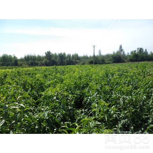 油茶树：油中贵族