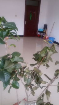 先说说 我们要了解茶花为什么会半死不活