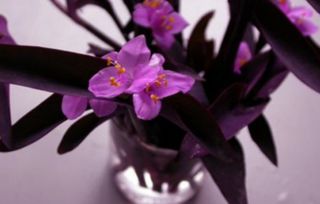 紫竹梅多开花，如何调整养护技巧