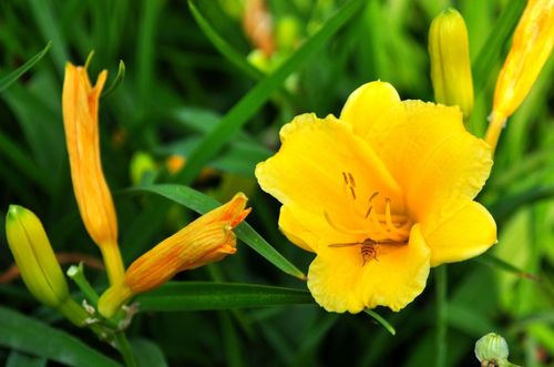 黄花菜保存小窍门：如何避免褪色， 保持金黄