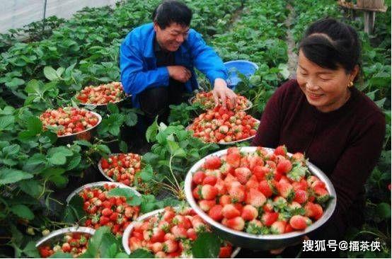 农村种草莓，一亩年利润多少