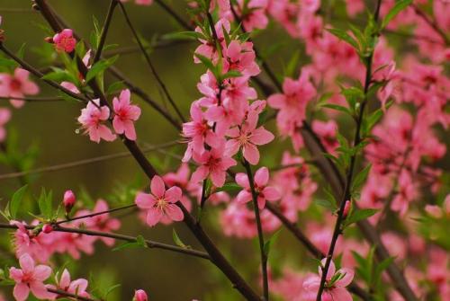 春天里都有哪些代表性的花开放呢？