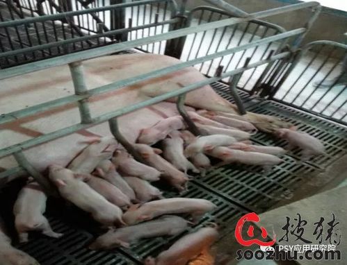 猪场寄养调栏操作需谨慎，避免这六大误区