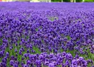 薰衣草种子种植入门