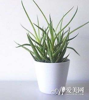养芦荟，净化空气