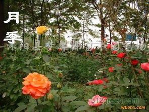 黄色系大花月季品种大推荐