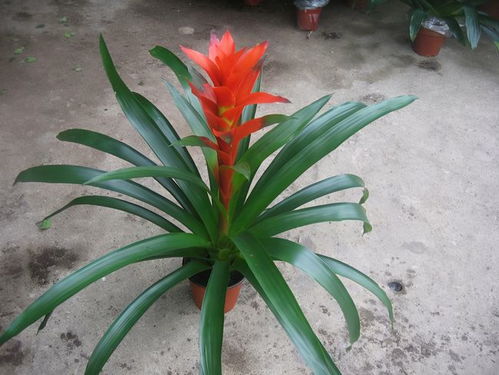 选对花草是关键