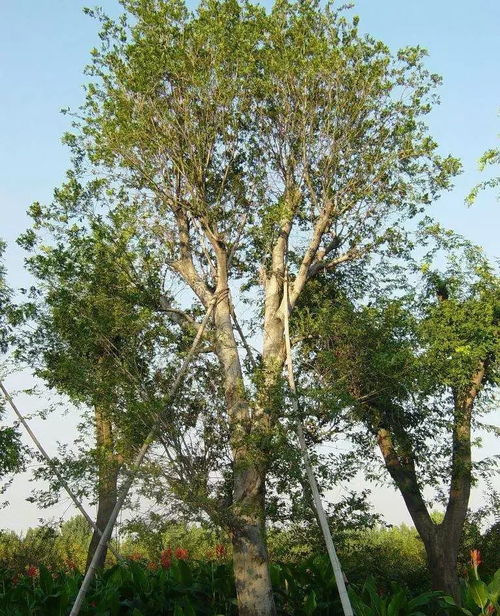 朴树病虫害的种类