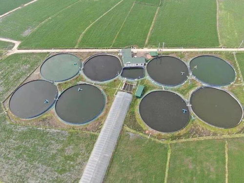 创新畜牧养殖新思路，绿色生态养殖引领未来