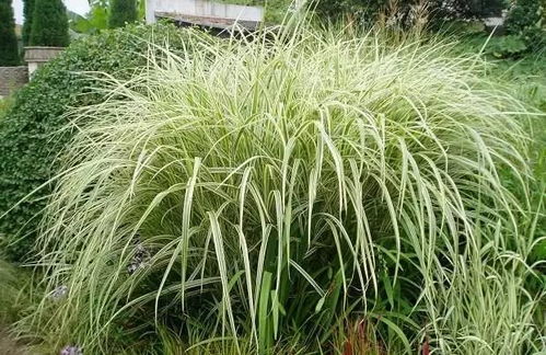 匹配不同场景的替代品种