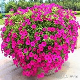 矮牵牛是多年生植物，如何区分和养护