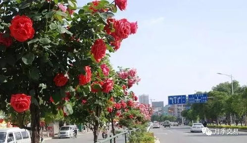 中心城区公园绿化亮点纷呈