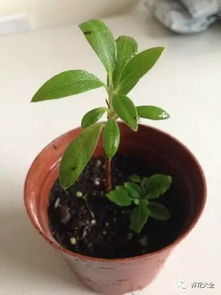 钱串子扦插，一种植物繁殖方法