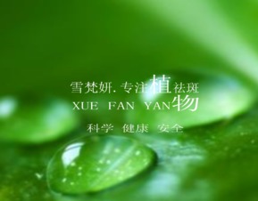平安树叶子粘液怎么办？如何有效清除不留痕