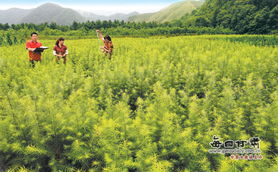 云杉树适合在哪些土壤和气候条件下栽种