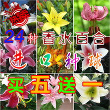 耐旱耐寒的盆栽植物