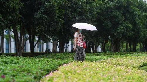 月季花开武汉城， 国庆前夕展风采