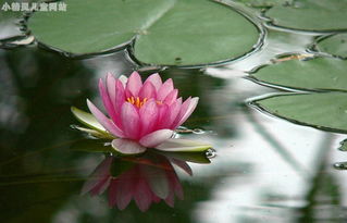 睡莲的生长习性