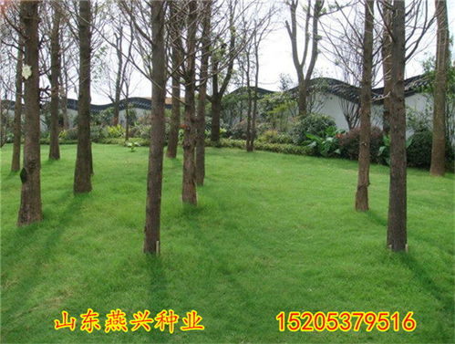 边坡绿化灌木品种大盘点，你了解多少？